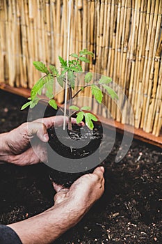 Replant of a tomato seedling plant in the garden