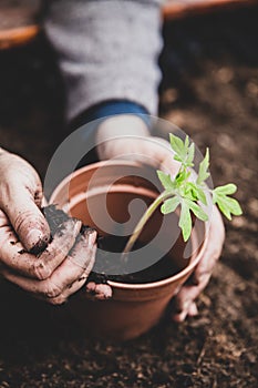 Replant of a tomato seedling into a plant pot