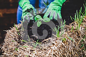 Replant or transplant a courgette plant into a straw bale ground