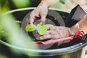 Replant a zucchini or courgette plant into a bigger pot