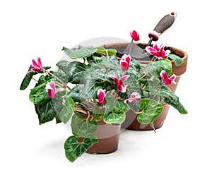 Replanting cyclamen flower in big clay pot isolated on white