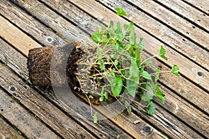 Replanting a geranium plant on wooden boards