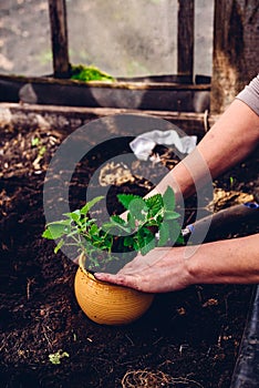 Replanting Lemon Balm from Bed in Pot