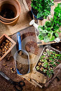 Replanting plants - herbs, flowers and plants in pots, green garden on a balcony