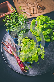 Replanting plants - herbs, flowers and plants in pots, green garden on a balcony