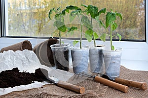 Replanting tomato seedlings on windowsill. Rake, shovel