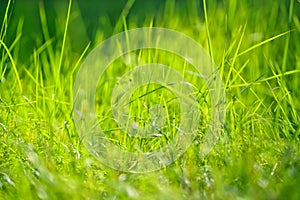 Replete green juicy grass, fresh vegetation photo
