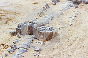 Fossile sul sabbia paesi lo studio 