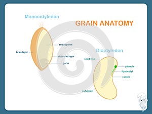 Seed anatomy scheme, Monocotyledon and Dicotyledon. Bean, wheat seed coat, plumule, hypocotyl, radicle, cotyledon photo