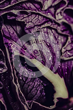 Repollo colorado macro