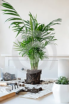 Repotting chamaedorea palm plant at home.