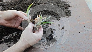 Repotting and dividing pineapple pups easy with the hands