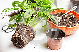 Repotting monstera Monstera Adansonii into new pot