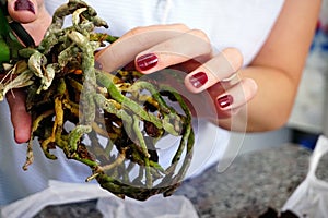 Repotting orchid with roots in woman hand