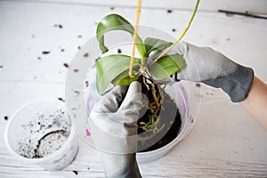 Repotting orchid with roots in woman hand