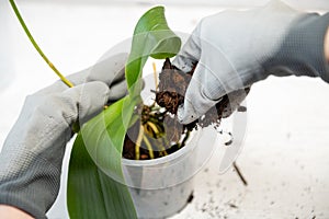 Repotting orchid with roots in woman hand