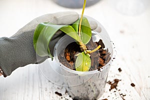 Repotting orchid with roots in woman hand