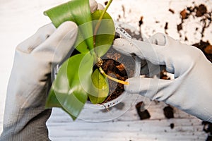 Repotting orchid with roots in woman hand