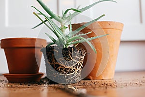 Repotting plant. aloe vera with roots in ground repot to bigger