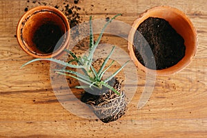 Repotting plant. aloe vera with roots in ground repot to bigger