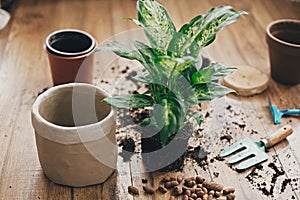 Repotting plant concept. Dieffenbachia plant in soil with gardening stylish tools, ground ,drainage and clay pots on wooden floor
