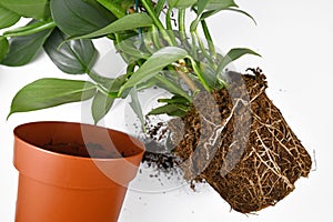 Repotting of plant showing roots in soil shaped like flower pot of exotic houseplant next to empty plastic pot