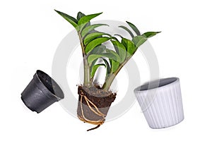 Repotting of plant showing thick roots in soil shaped like flower pot of exotic `Zamioculcas Zamiifolia` houseplant