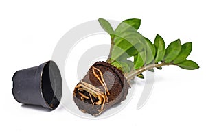 Repotting of plant showing thick roots in soil shaped like flower pot of exotic `Zamioculcas Zamiifolia` houseplant