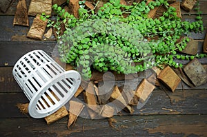 Repotting and Planting a dischidia houseplants with coconut husk photo