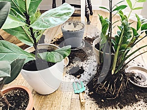 Repotting plants at home. Ficus Fiddle Leaf Fig tree and zamioculcas plants on floor with pots, roots, ground and gardening tools