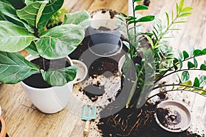 Repotting plants at home. Ficus Lyrata tree and zamioculcas plant on floor with roots, ground and gardening tools. Potting or