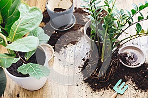 Repotting plants at home. Ficus Lyrata tree and zamioculcas plant on floor with roots, ground and gardening tools. Potting or photo