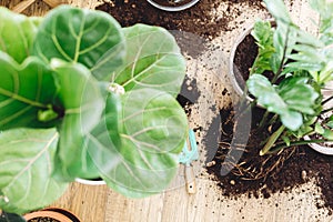 Repotting plants at home. Ficus Lyrata tree and zamioculcas plant on floor with roots, ground and gardening tools. Potting or