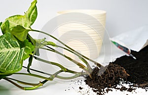 Repotting seedling of syngonium plant in the pot. Transplanting houseplant. Concept caring for indoor plants. Home gardening.