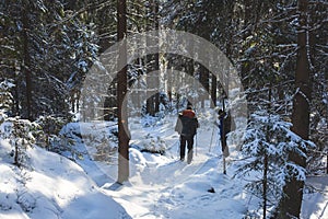 Repovesi National Park, aerial winter view, landscape view of a finnish park, southern Finland, Kouvola and Mantyharju, region of