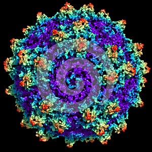 Representation of an Adenovirus particle photo