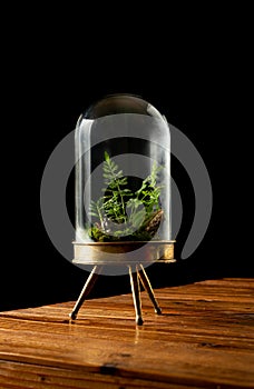 Representation of small ecosystems in a terrarium