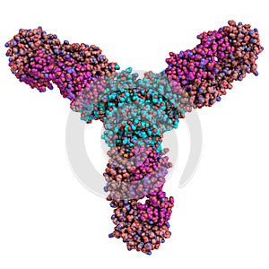 Representation of a trimeric Ebola virus glycoprotein in complex with a neutralizing antibody photo