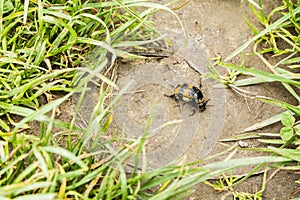 Representative nekrofauna - Nicrophorus vespillo, Necrophorus vespillo photo