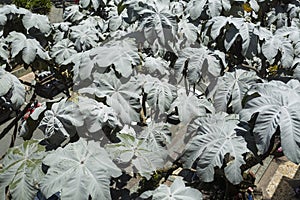 Representative tree of the American intertropical zone - Cecropia peltata