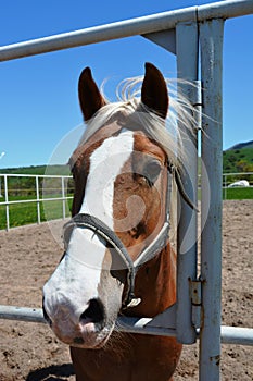 Representatives of beautiful breeds of horses on a farm.