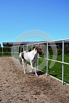 Representatives of beautiful breeds of horses on a farm.