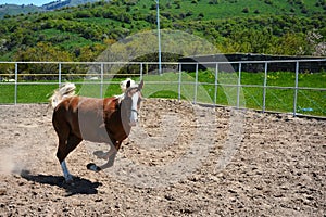 Representatives of beautiful breeds of horses on a farm.