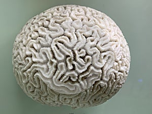 Diploria is a monotypic genus of massive reef building stony corals in the family Mussidae photo