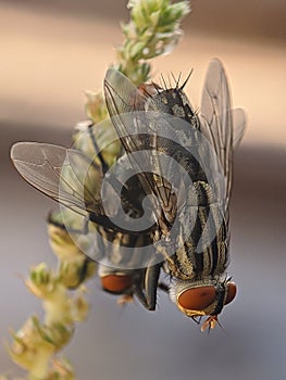 Reproducing flies on tree branches photo