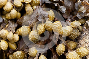 Reproduction bodies of a spiral wrack, Fucus spiralis