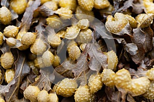 Reproduction bodies of a spiral wrack, Fucus spiralis