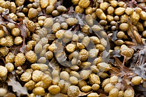 Reproduction bodies of a spiral wrack, Fucus spiralis