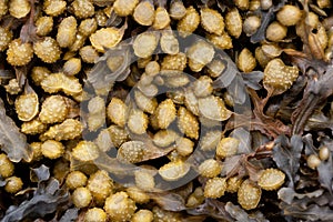 Reproduction bodies of a spiral wrack, Fucus spiralis