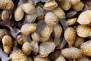 Reproduction bodies of a spiral wrack, Fucus spiralis